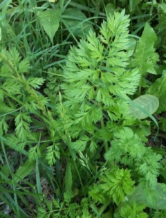 wild carrot